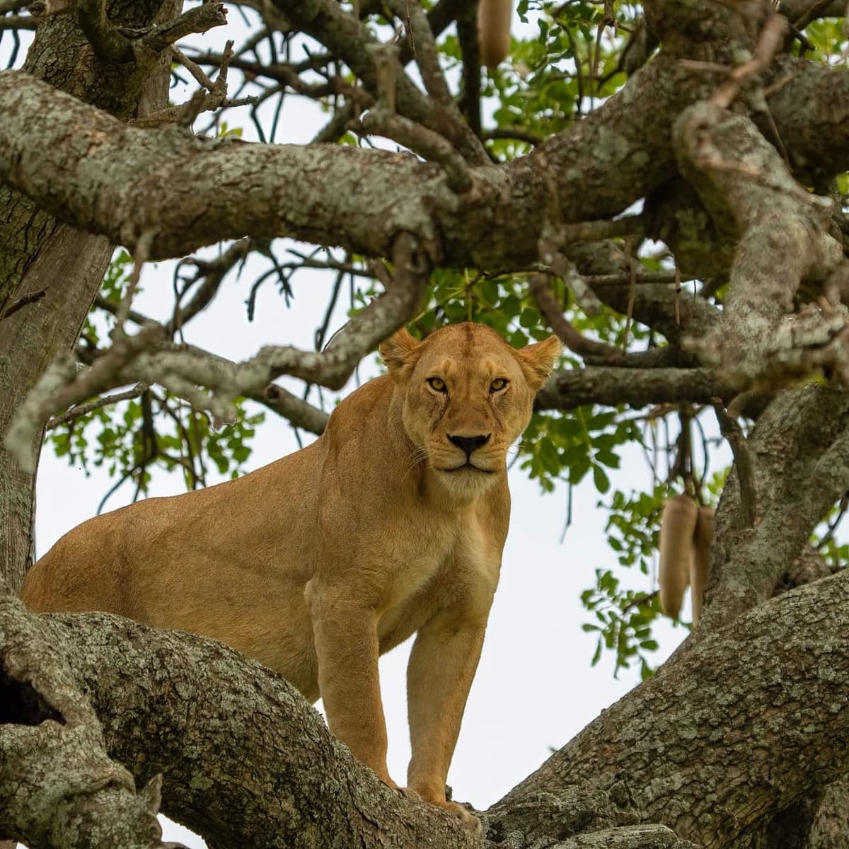 Tree-climbing lioness standing in a fig tree at Lake Manyara National Park, Tanzania