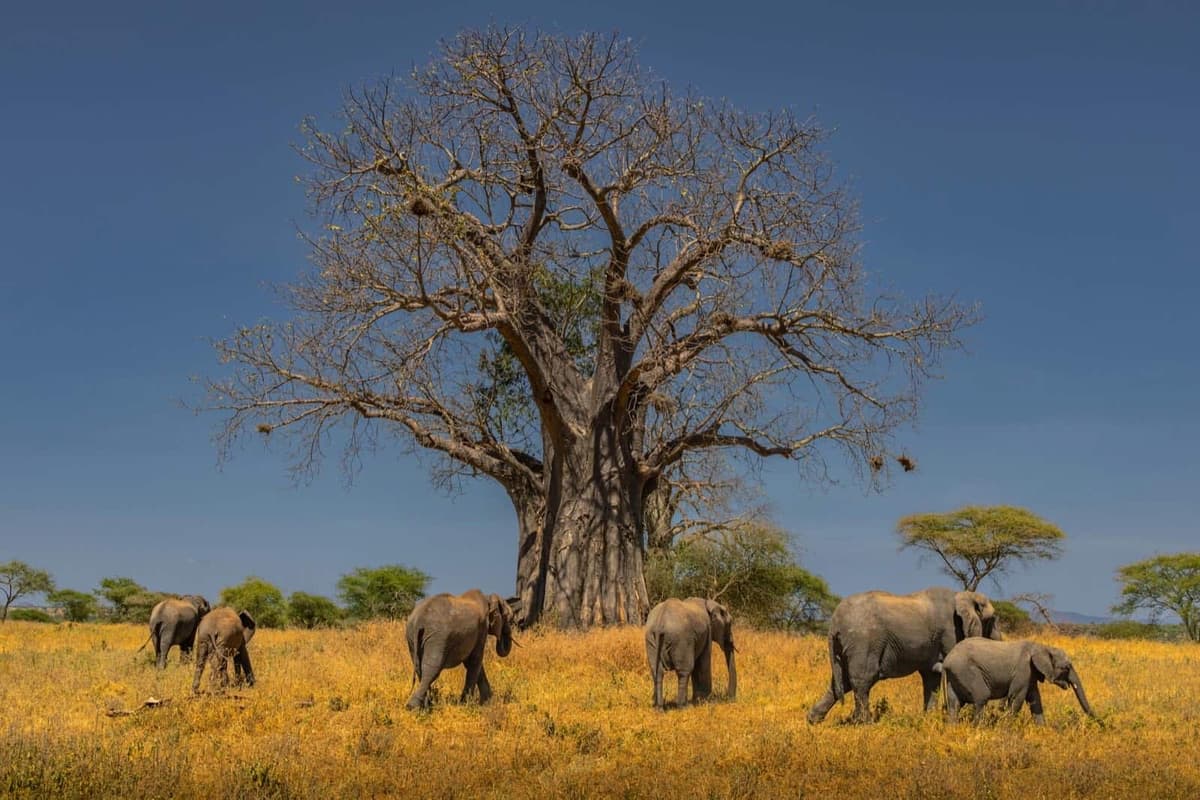 Elephant herd passing a giant baobab tree in Tarangire National Park, Tanzania