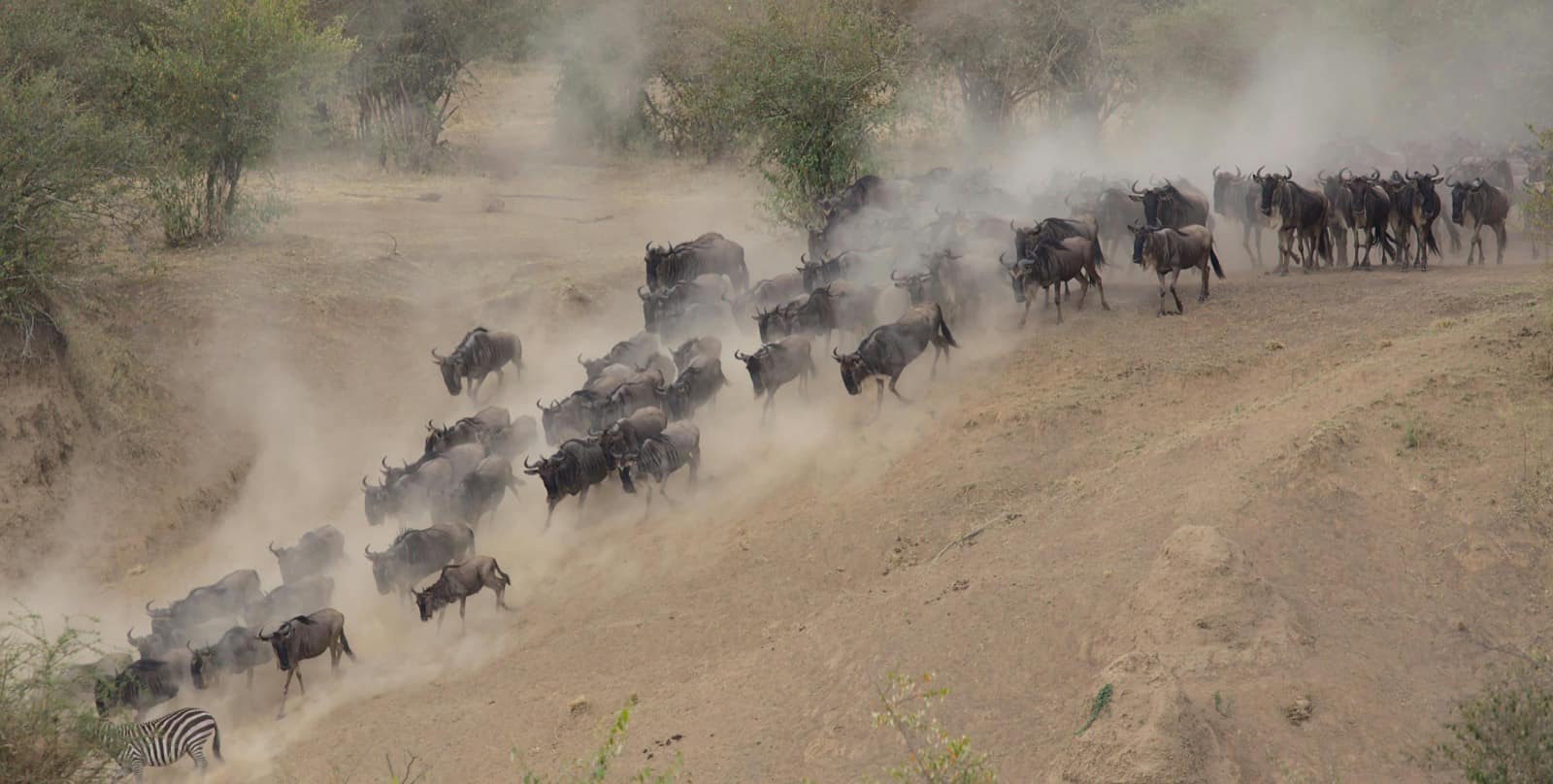 Wildebeest herds crossing the Mara River during the Great Migration, Serengeti, Tanzania