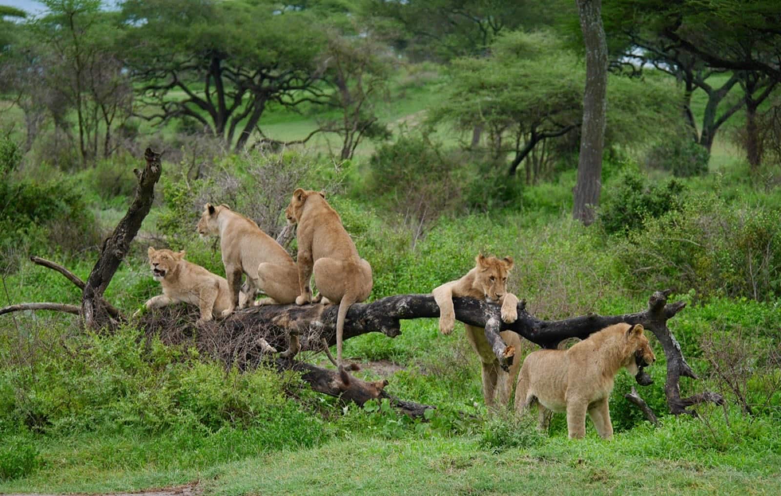 Pride of lions resting on a fallen tree trunk in the green Serengeti bush, Tanzania, a typical July safari encounter