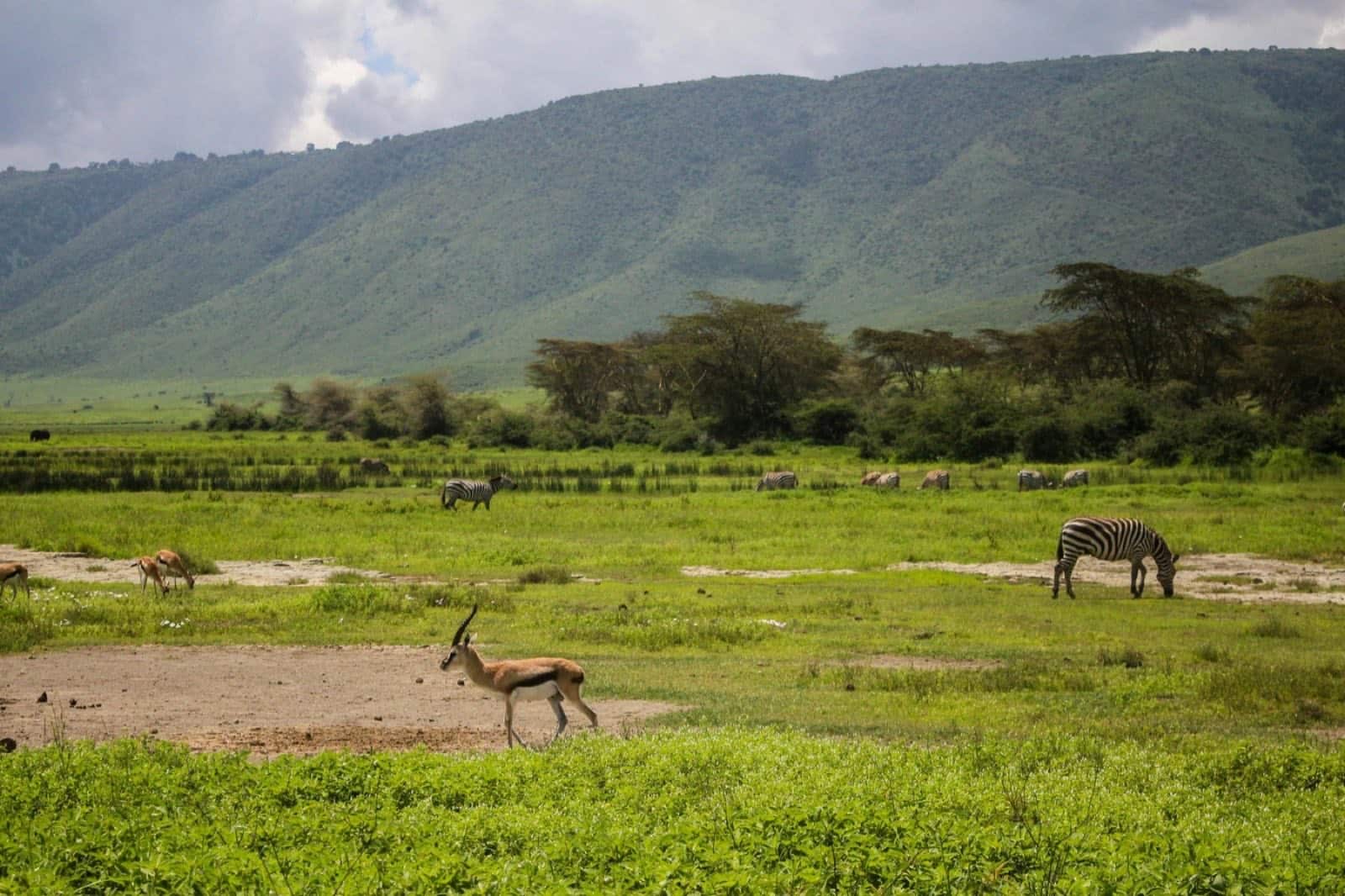 Zebra and gazelle grazing on the floor of Ngorongoro Crater, Tanzania