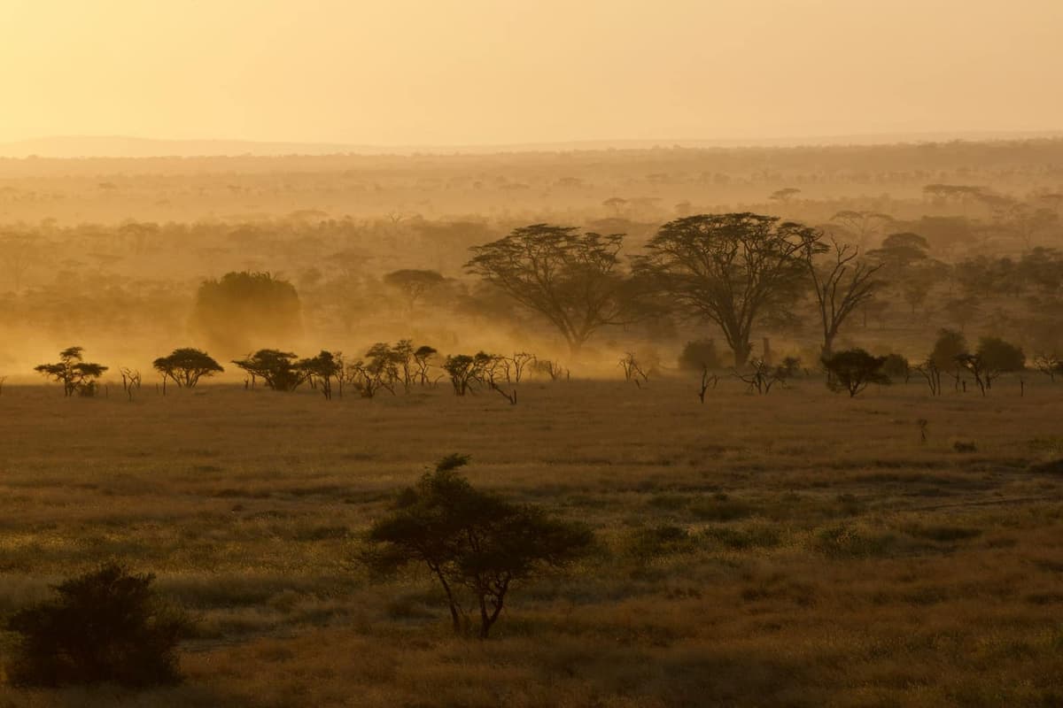 Serengeti plains at golden hour on a private Tanzania northern circuit safari