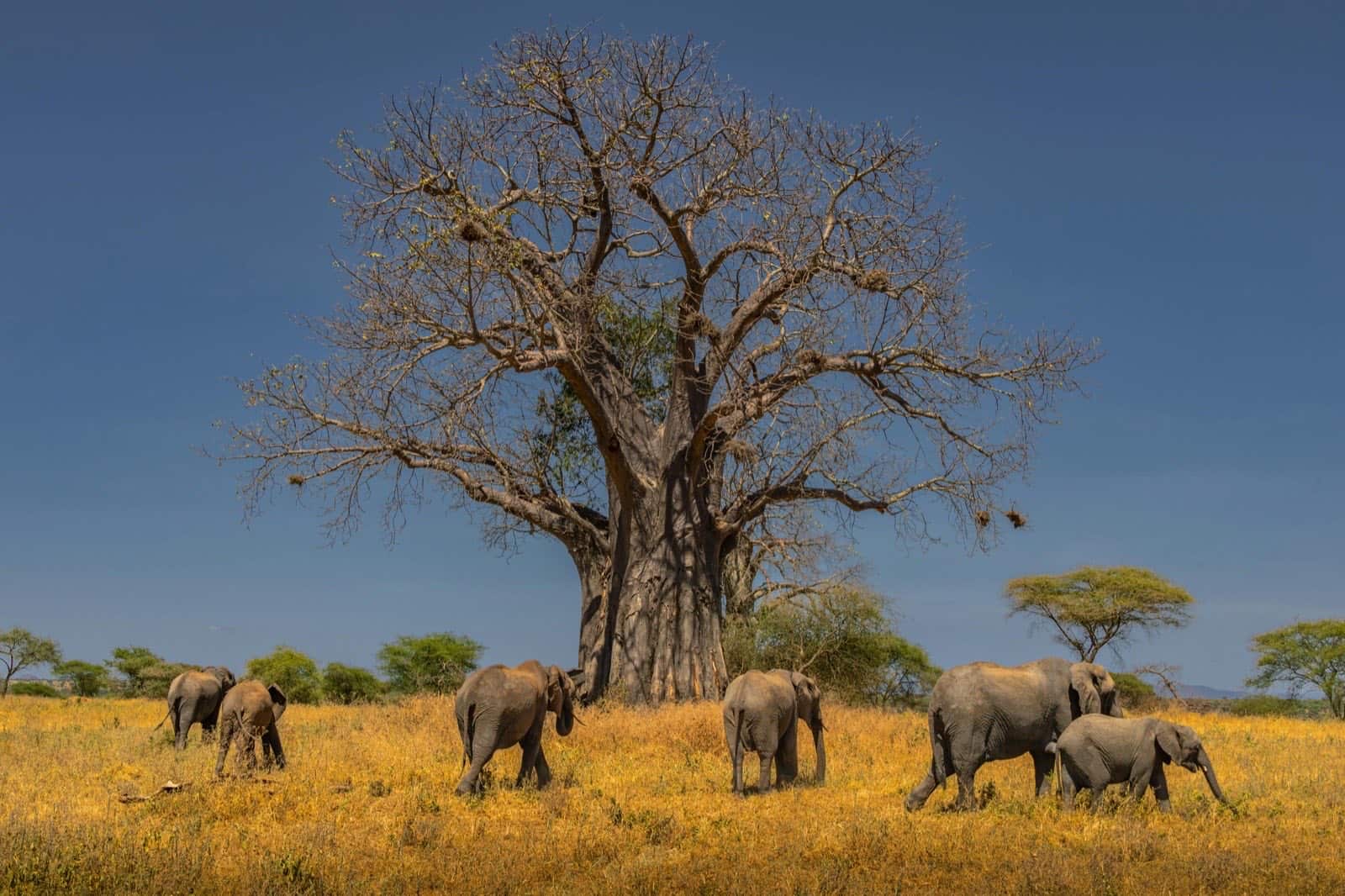 Elephant herd walking past a giant baobab tree in Tarangire National Park, Tanzania