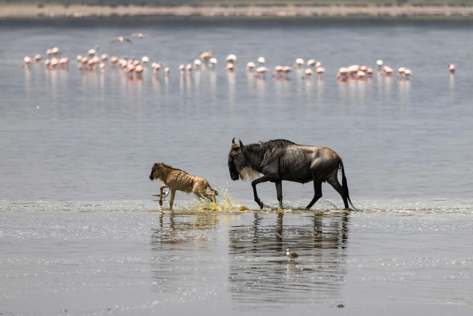 Wildebeest calf standing minutes after birth during peak calving season at Ndutu, Tanzania, in February